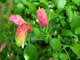 Shrimp Plant