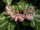 Begonia