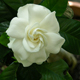 Gardenia
