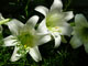 Easter Lillies