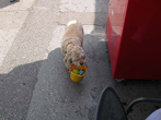 little dog
