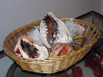 cameo seashells
