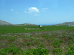 Grape Vines