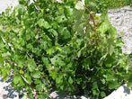 Grape Vines