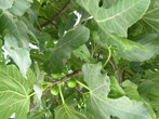 figs