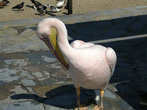 pelican