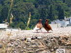 birds