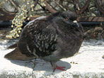 bird