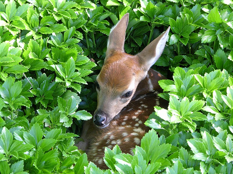 newborn1
