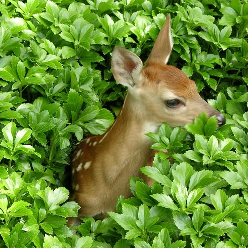 newborn5