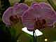 tn_dscn2584