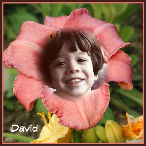 david