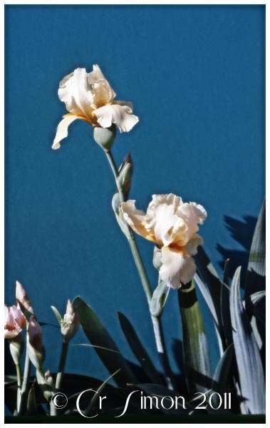 iris-hi-pass