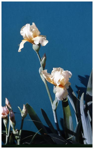 iris-orig