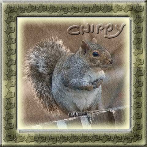 0-my-squirrel (40K)
