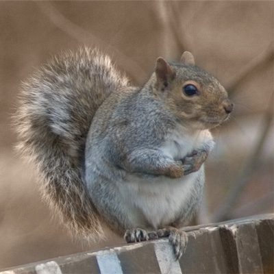 0-squirrel (50K)