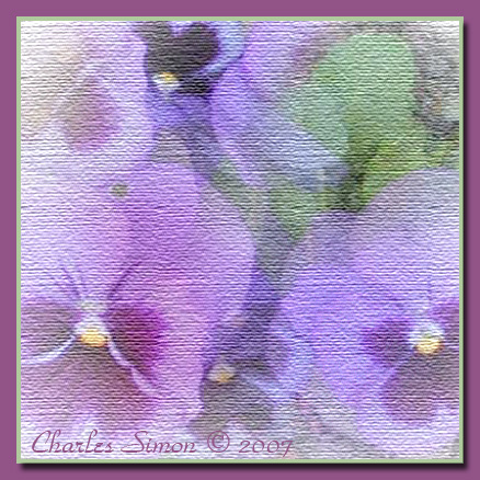 mypansy1