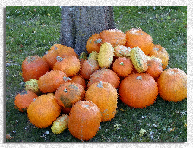 my-harvest
