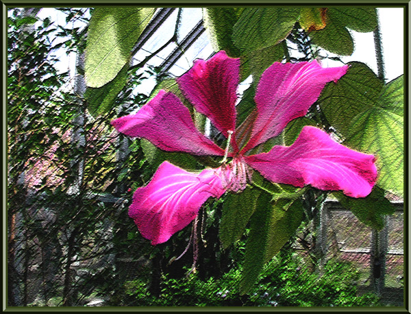 orchid-tree