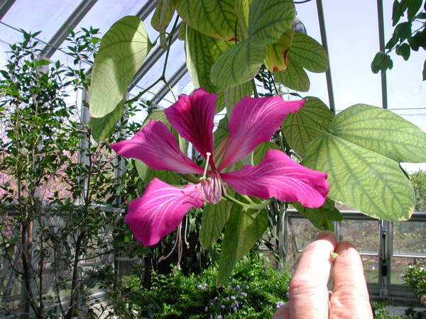 original-orchid-tree