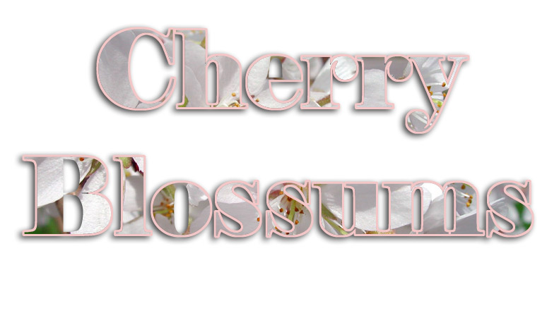cherry-blossums