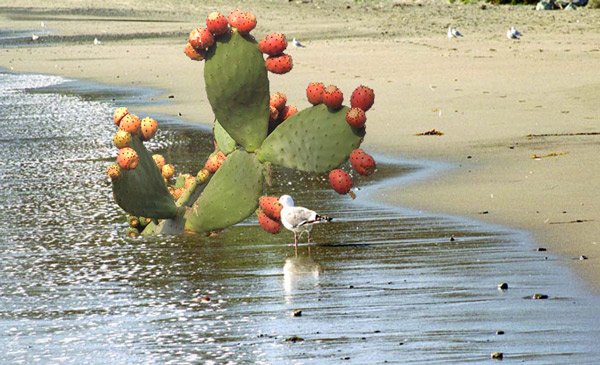 My Catus Clone
