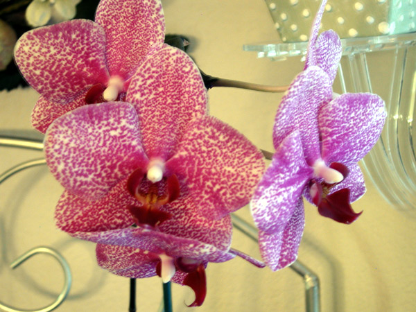 flower-before
