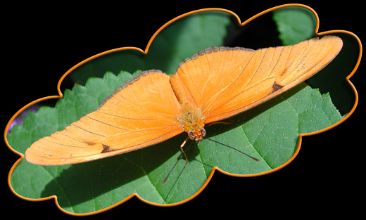 butterfly-cropped-stroked (52K)