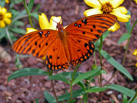 butterfly-fixed (67K)
