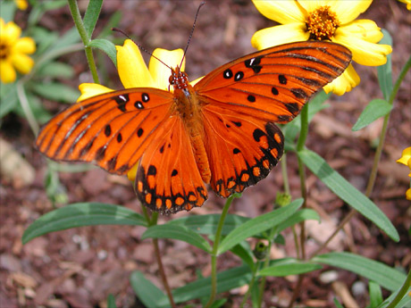 butterfly-orig (66K)