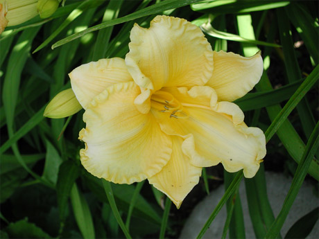 daylily-original (48K)