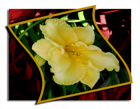 daylily (53K)