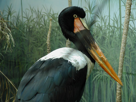 stork-original (52K)