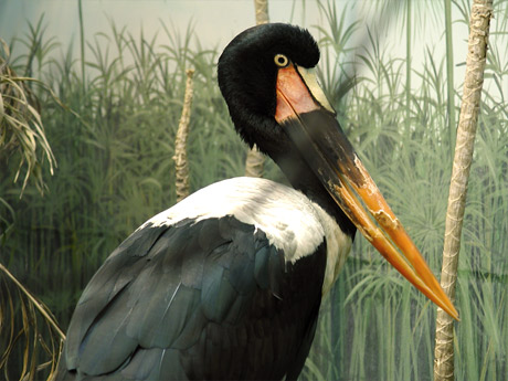 stork (57K)