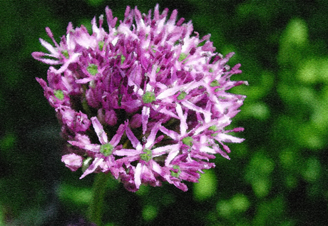 flower (144K)