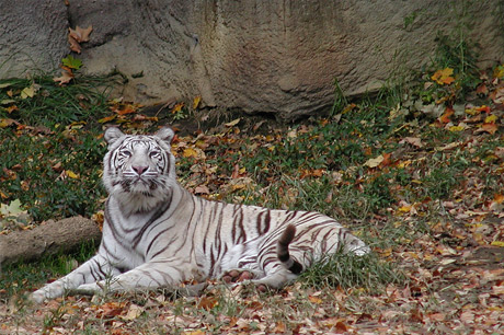tiger-orig (84K)