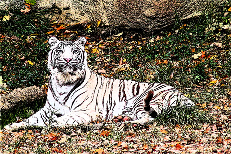 tiger (130K)