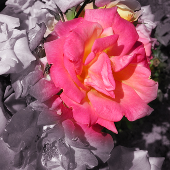 roses-after (113K)
