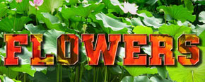 text_lotus01