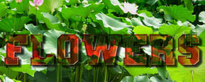 text_lotus02