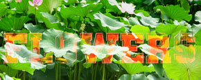 text_lotus03