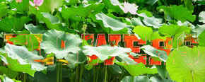 text_lotus04