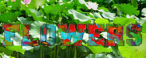text_lotus05