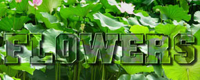 text_lotus06