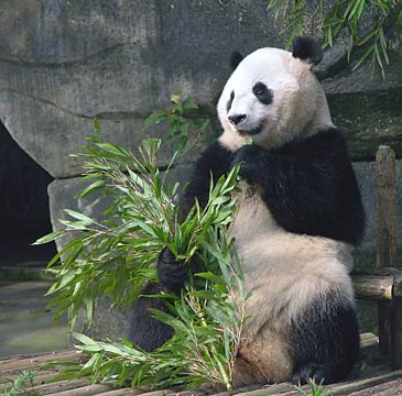 panda-bear