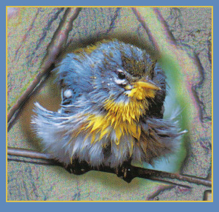 babybird-pencil (80K)
