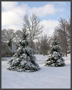 trees trees.jpg