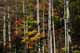 Fall Foliage