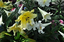 Spring Daffodils