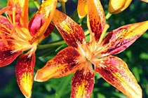 Summer Lily